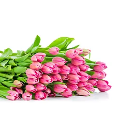 Тюльпаны оптом